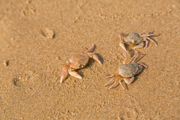 Baby crab on the sea shore