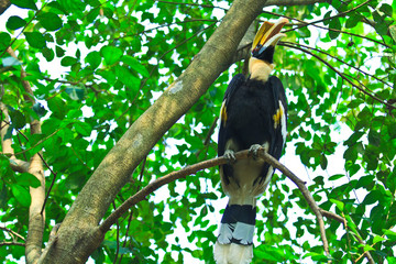 Great hornbills are monogamous breeders