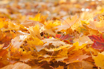 Golden fallen leaves. Autumn background.