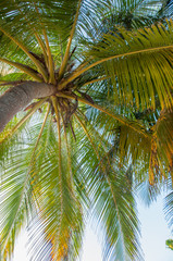 coconut tree on a beach
