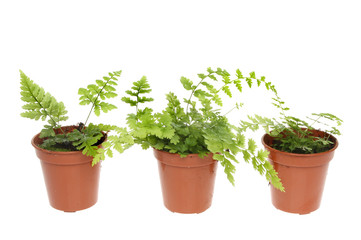 Ferns