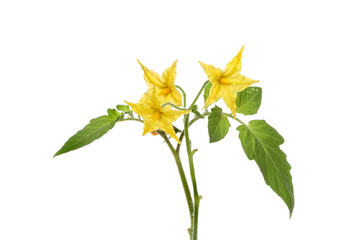 Tomato flowers
