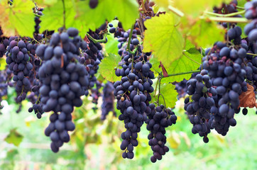 Ripe grapes Moldova. Ripe grapes with leaves and branches