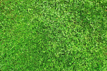 Grass field with clover