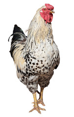 Colorful Rooster Isolated On White
