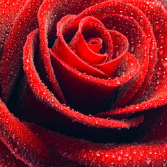 blossom red rose