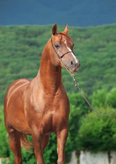 Obraz premium portrait of wonderful sorrel arabian stallion