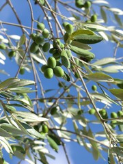 gr&uuml;ne Oliven am Baum