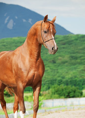 portrait of wonderful sorrel  arabian stallion