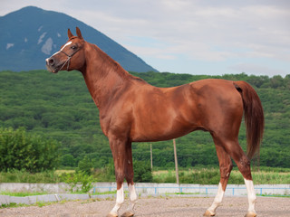 exterior of arabian chestnut  stallion at the mountain backgroun
