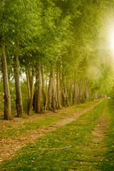 Farm Field Path Leads into Distance Along Tree Row Sunlight