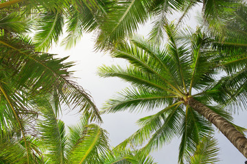 Fototapeta premium Palm trees over the blue sky
