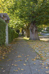 Fototapeta premium Pedestrian way in a neighborhood Seattle WA.