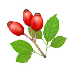 Rose Hips with Leafs Vector Isolated Illustration