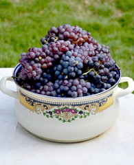 Bunch of grapes in the metal pot