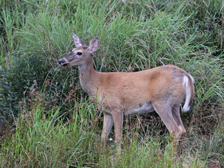 Naklejka na ściany i meble A White-tailed Deer (Odocoileus virginianus) sitting amongst some weeds. 