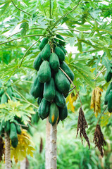 Bunch of papayas hanging from the tree