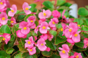 Beautiful pink flower