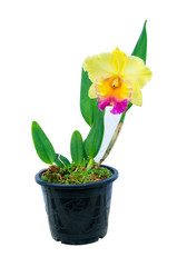 Naklejka na ściany i meble beauty Orchid in a pot isolated on white background.