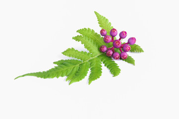 green leaf isolated on a white background