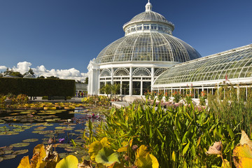Waterlilies and Greenhouse