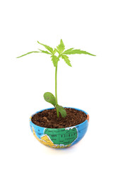 Plant growing in aglobe