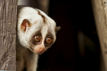 Loris