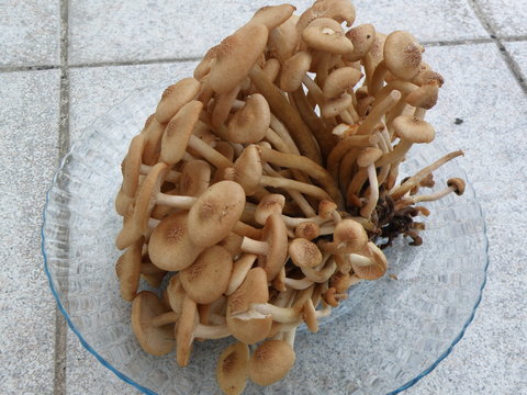 Mushrooms on a Plate