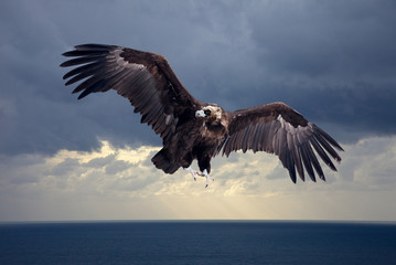 Obraz premium Flying black vulture