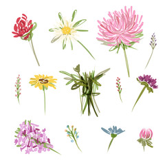 Set of garden flowers, sketch for your design