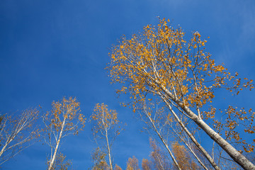 wide-angle shot of autumnal aspens