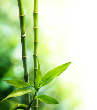 two bamboo stalks and light beam