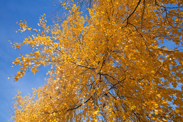 wide-angle shot of autumnal silver birch