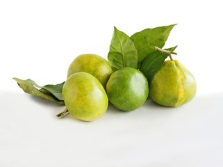 miyagawa green fruits