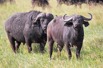 Couple of african buffalos