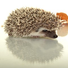Hedgehog