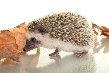 Hedgehog
