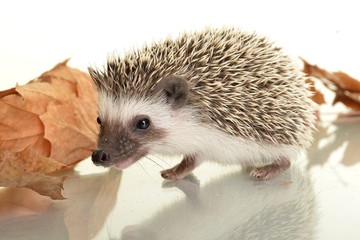 Hedgehog