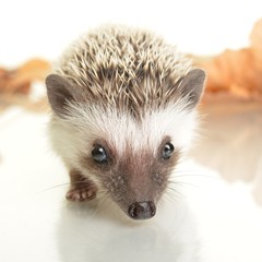 Hedgehog
