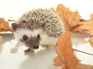 Obraz premium Hedgehog
