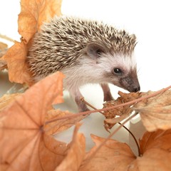 Hedgehog
