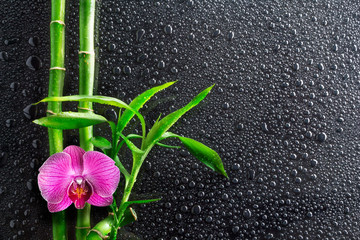 spa background - drops, orchid and bamboo on black - obrazy, fototapety, plakaty