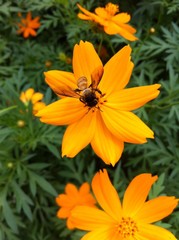 A bee on yellow cosmos flower