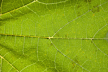 Green leaf close up