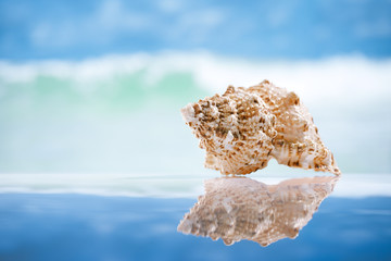 Obraz na płótnie Canvas seashell and reflection with ocean, wave and seascape