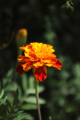 French marigold