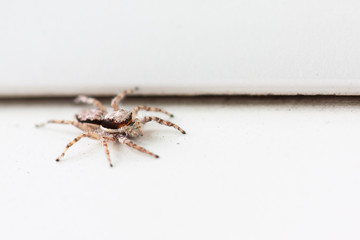 brown Jumping spider