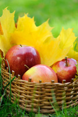Apples in basket