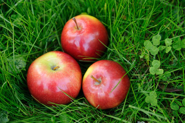 Apples in grass