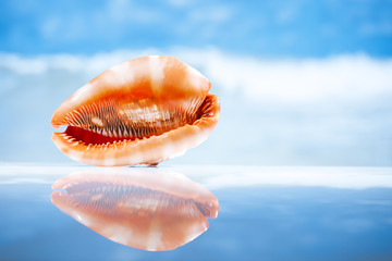 seashell  and reflection with ocean, wave and seascape